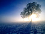 tree picture