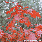 Oak Trees, Picture of Oak Trees, Image of Oak Trees, Oak Tree Photos