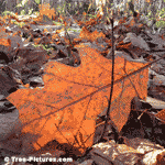 Fall Oak Leaves, Oak Leaf Characteristics Highlited by the Sun's Rays
