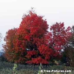 Oak Trees, Large Old Oak Tree in Full Red Autumn Leaf Colors | Tree:Oak+Autumn at Tree-Pictures.com
