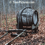 Oak Barrel: Oak Tree is Used to Create Oak Barrels to Hold Water, Picture of Horse Drawn Sleigh with Oak Barrel on Top