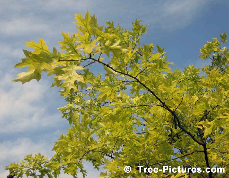 Oak Trees, Striking Bright Green Leaves of Pin Oak Tree | Trees:Oak:Red at Tree-Pictures.com