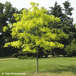 pin oak tree pictures
