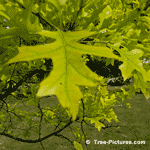 Pin Oak Leaf: Colorful Pin Oak Tree Leaf