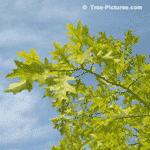 Pin Oak Leaves: Leaf of Pin Oak Tree