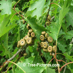 Oak Tree Acorn: Red Oak Acorns | Tree:Oak+Red+Acorns at Tree-Pictures.com