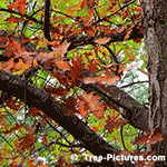 Pictures of Oak Trees: Red Oak Leaves and Branches| Tree:Oak+Red+Leaves at Tree-Pictures.com