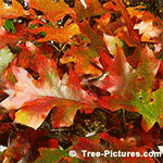 Pictures of Oak Trees: Leaves of the Red Oak Tree | Tree:Oak+Red+Leaves at Tree-Pictures.com