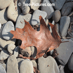 Oak Tree Picture; Leaf of the Red Oak Type | Tree:RedOak+Leaf at Tree-Pictures.com