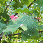 Oak Tree Picture; Leaf of the Red Oak Type in Autumn | Tree:RedOak+Leaf at Tree-Pictures.com