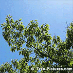 Pictures of Oak Trees: Red Oak Tree Branches | Tree:Oak+Red+Leaves at Tree-Pictures.com