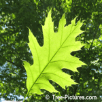 Oak Tree: Leaf of Red Oak Species Type | Tree:RedOak+Leaf at Tree-Pictures.com