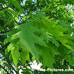 Pictures of Oak Trees: Leaves from the Red Oak Tree | Tree:Oak+Red+Leaves at Tree-Pictures.com