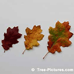 Pictures of Oak Trees: Red Oak Leaves in Fall| Tree:Oak+Red+Leaves at Tree-Pictures.com