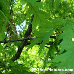 Oak Trees, Leaves of the Red Oak in Summer | Tree:Oak+Red+Leaves at Tree-Pictures.com