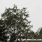 Pictures of Oak Trees: Red Oak Type| Tree:Oak+Red+Tree at Tree-Pictures.com