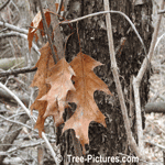Red Oak Tree: Branch and Leaves Fallen from the Tree | Tree:Oak+Red+Leaf at Tree-Pictures.com