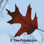 Oak Tree Picture: Photo of Red Oak Trees Leaves