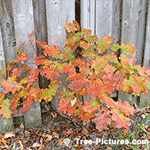 Red Oak: Forest Red Oak Tree | Tree:Oak+Red at Tree-Pictures.com