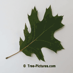 Red Oak: Green Leaf of Red Oak Tree | Tree:Oak+Red+Leaves at Tree-Pictures.com