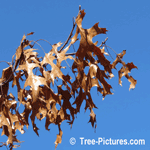 Red Oak: Leaves of Red Oak Tree | Tree:Oak+Red+Leaves at Tree-Pictures.com