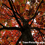 Images of Oak Trees: Picture Inside the Big Majestic Red Oak Tree Looking Up In the Fall | Tree:Oak+Red Tree-Pictures.com