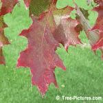 Autumn Oak Leaves: Red Oak Tree Species Leaves in Fall | Tree:RedOak+Leaf at Tree-Pictures.com