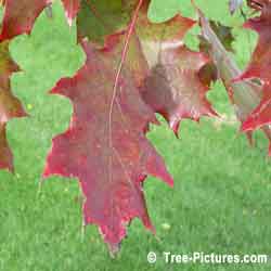 Pictures of Oak Trees, Colorful Red Oak Tree Leaves Photo | Tree:Oak+Leaves at Tree-Pictures.com