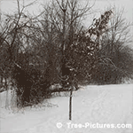 Pictures of Oak Trees: Red Oak Tree in Winter| Tree:Oak+Red at Tree-Pictures.com