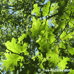 Red Oak: Leaves of Red Oak Tree | Tree:Oak+Red+Leaves at Tree-Pictures.com