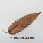 Pictures of Oak Trees: Fall Picture of a Sawtooth Oak Type Tree Leaf | Tree:Oak+SawTooth+Leaf Tree-Pictures.com