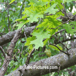 Oak Tree; Picture of Scarlet Oak Trees Leaves | Tree:ScarletOak+Leaf at Tree-Pictures.com