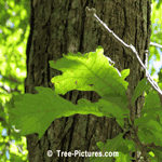 White Oak: Leaves, Bark, Branches of White Oak Tree | Tree:Oak+White+Leaf+Bark+Branches at Tree-Pictures.com