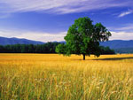 oak tree photo