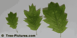 Oaks: White Oak Leaves Photo