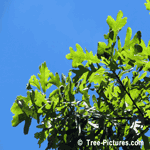 Red Oak: Leaves of Red Oak Tree | Tree:Oak+White+Leaves at Tree-Pictures.com