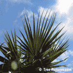 Palm Trees, Picture of the Palm Tree Leaves
