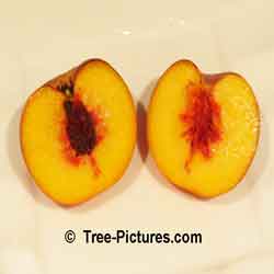 Peaches: Fruit of the Peach Tree
