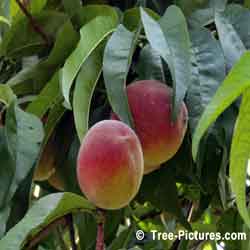 Peach, Fruit of the Peach Tree