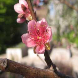 Peach Trees: Peach Flower produces Peach Fruit