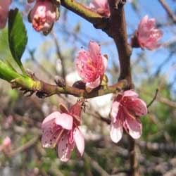 Peach Tree: Peach Flowers produces the Peach Trees Fruit