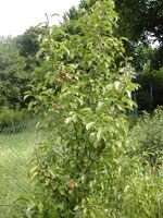pear tree picture
