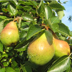 Pear Fruit Tree
