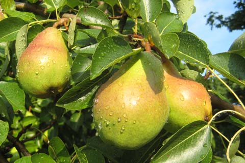 Anjou Pear Tree Picture