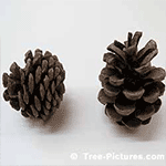 Pine Tree Pictures: Fall Picture of Pine Tree Cones, Top and Side View Photo of a Pine Cone | Tree:Pine+Cone Tree-Pictures.com