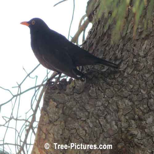 Blackbird Sitting on a Pine Tree
