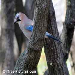 Pine Tree, Pine Branches with Blue Winged Bird | Tree:Pine+Branches at Tree-Pictures.com