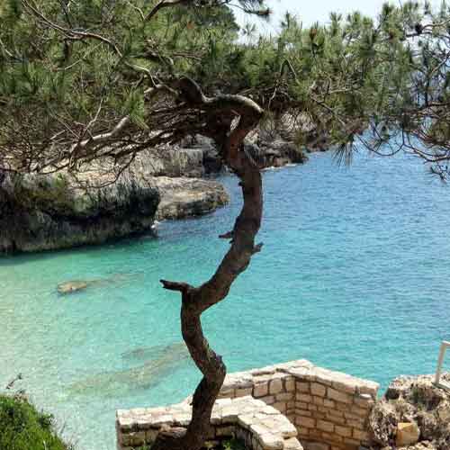 Ornamental Twisted Pine Tree
