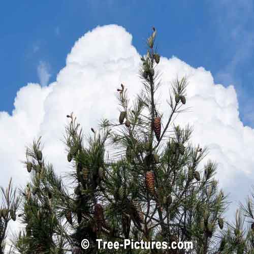 White Pine Tree With Cones