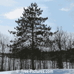 Pictures of Pine Trees: Image of a Jack Pine Tree Type in Winter | Tree:Pine+Jack Tree-Pictures.com